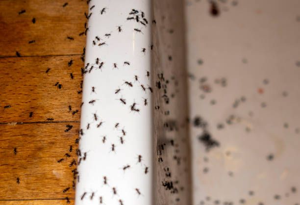 Best Emergency Pest Control  in Boston, MA