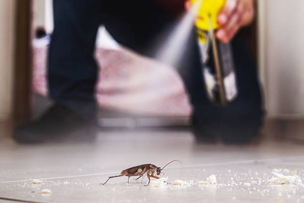 Best Affordable Pest Control Services  in Boston, MA